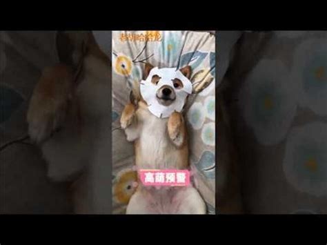 China Tik Tok Funny Animals ，try Not To Laugh Cat And Dog Cute Video