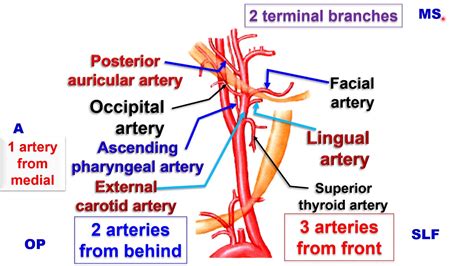 External And Internal Carotid Artery Internal And External Jugular