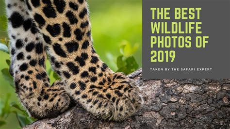 The Best Wildlife Photographs Of 2019 The Safari Expert Shares His
