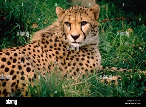 Close Up Of Cheetah Adult Animal Lying In Grass Zoo Enclosure