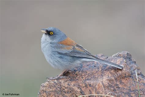 Yellow Eyed Junco Joe Fuhrman Photography