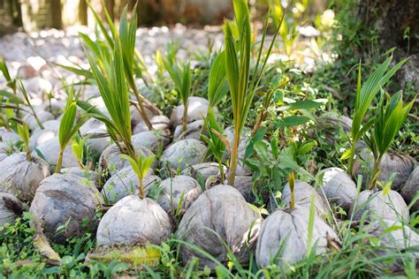 Sprouted Coconut Box – Miami Fruit