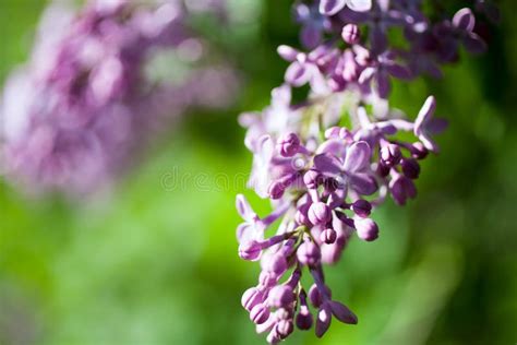 Lilac Stock Image Image Of Decoration Bunch Bouquet 31571077
