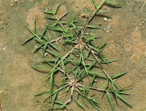 Kinds Of Bermuda Grass