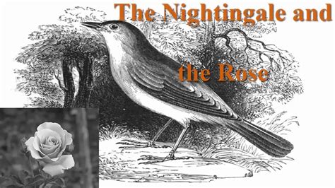 The Nightingale And The Rose Story Video Oscar Wilde