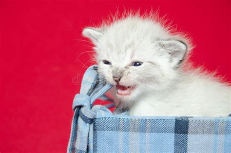 Baby Kitten In A Basket Stock Photo Image Of Feline 20075002