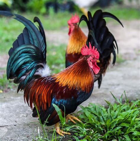 What You Need To Know About The Year Of The Rooster Texas Aandm Today