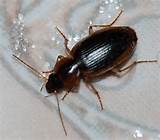 Pictures of Cockroach Water Bug