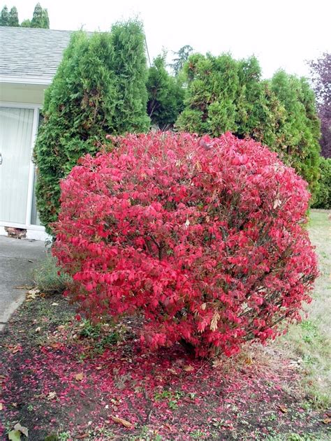 Dwarf Burning Bush Perfect For Awkward Space Between Driveway And
