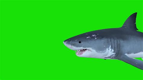 Shark Eyes Stock Video Footage 4k And Hd Video Clips Shutterstock