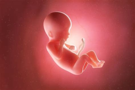 Desenvolvimento Do Bebê 19 Semanas De Gestação Tua Saúde