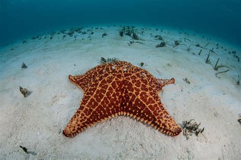 Starfish Wild Animals News And Facts