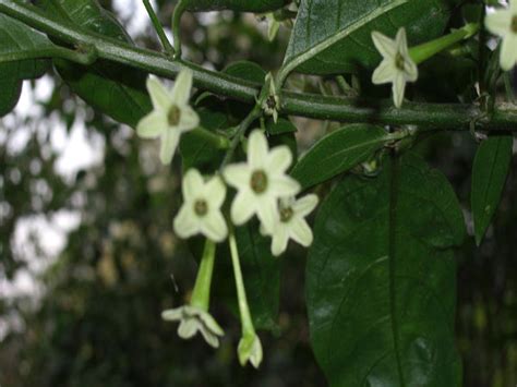 It's most commonly cultivated in iran, india, and greece. Fragrant Flowers India | Grow Fragrant Flowers | Flowers ...