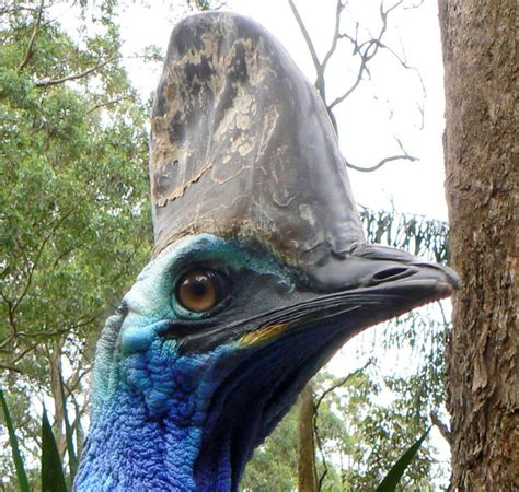 The Southern Cassowary The Most Dangerous Bird On Earth