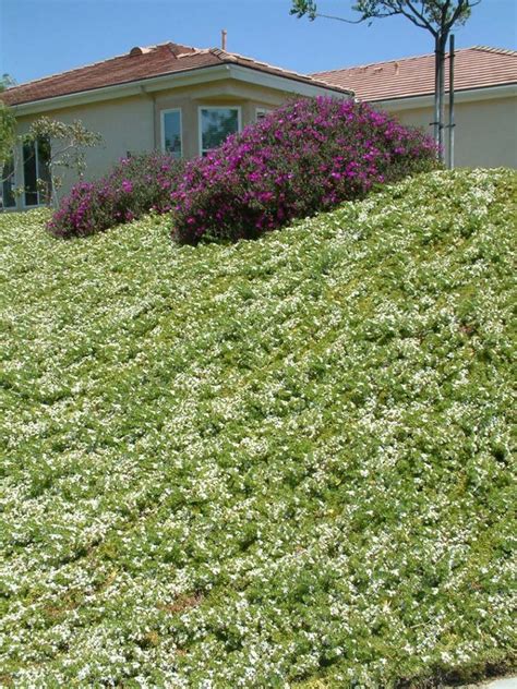 Great Slope For Fire Zones Ground Cover Plants Best Ground Cover