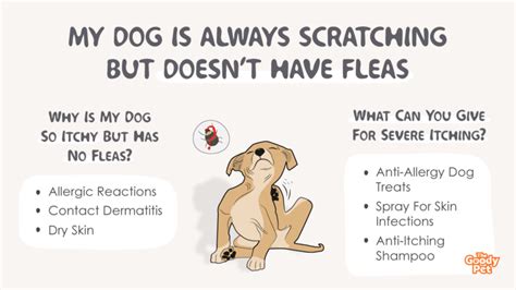 Pruritus Itching And Scratching In Dogs Vca Animal Hospital