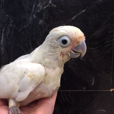 It is native to the tanimbar islands in the indonesian archipelago. Goffin Cockatoo #141440 for sale in Niles, IL