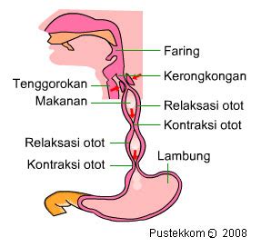 Maybe you would like to learn more about one of these? My Library: Faring dan Kerongkongan (esofagus)