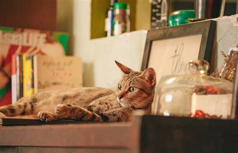 Maybe you would like to learn more about one of these? Can you register your cat as an Emotional Support Animal ...
