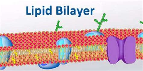 Lipid Bilayer Assignment Point