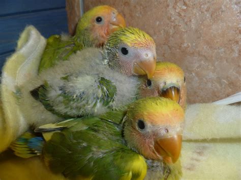 Heartsong Aviary Pied Peachfaced Baby Lovebirds