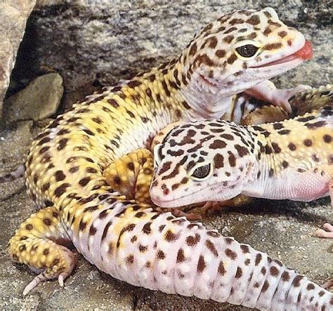 Knowing how large your leopard gecko will grow is a great way to prepare for a happy and healthy environment. Leopard Geckos Lifespan, Feeding And Lifecycle [All About ...