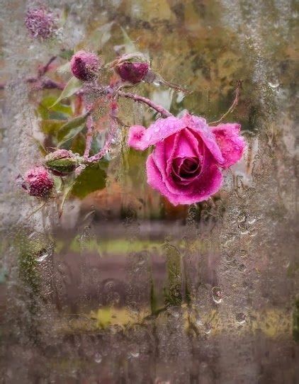 A Profusion Of Pink Roses Bending Ragged In The Rain Speaks To Me Of