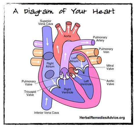 Cardiovascular System Facts
