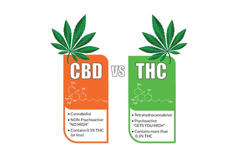 The Main Principles Of Cbd Vs Thc Key Differences Benefits And
