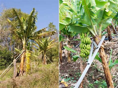 Complete Guide To Banana Farming