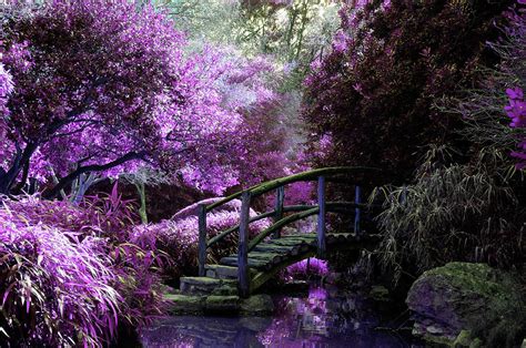 Purple Japanese Garden Photograph By Fbmovercrafts