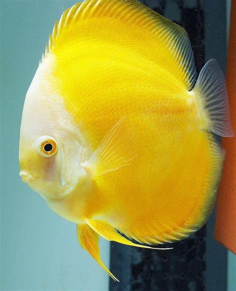 Aquarium Fish For Sale Discus For Sale Lowest Pricing Online The