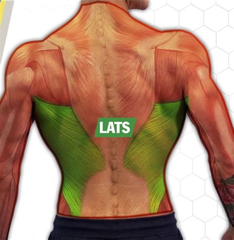 3 Powerful Back Workouts For Size And Strength