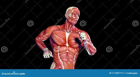 Human Male Body Anatomy Illustration Of A Human Torso With Visible
