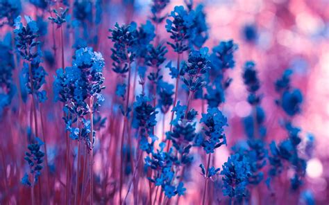 Blue Lavender Flowers Purple Bokeh Wallpaper Flowers Wallpaper Better