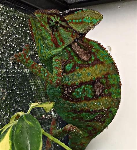Sub Adult Male Veiled Chameleon Infinite Reptiles