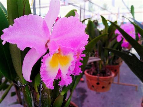 La gaura, chiamata anche fior di orchidea, per i suoi bellissimi fiori. Orchidee, Fiori, Bei, Bei Colori, Multicolori, Nel ...