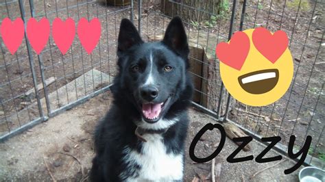 Meet My Kbd Puppy Ozzy Ozzyvids Youtube