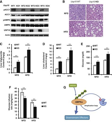 Deubiquitination And Activation Of Ampk By Usp Molecular Cell