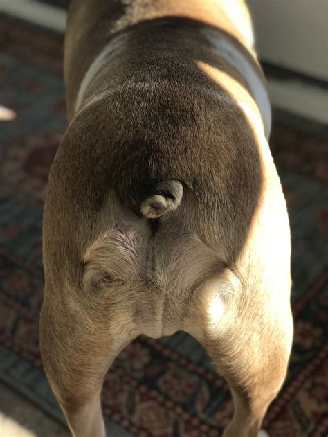 What Does My Dogs Butt Look Like