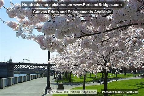 Tom Mccall Waterfront Park Cherry Blossoms Portland Oregon Photo