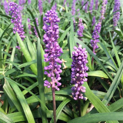 Liriope Muscari Royal Purple Lilyturf 35 Pot Little Prince To Go