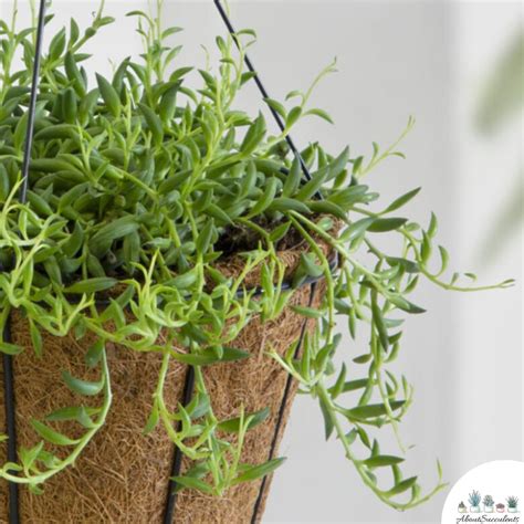 Senecio Radicans String Of Bananas Grow Care And Propagate About