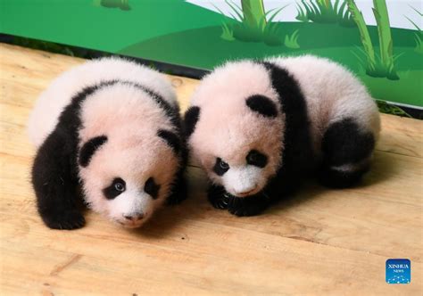 Giant Panda Cubs Receive Public Visitors In China Zoo Cn