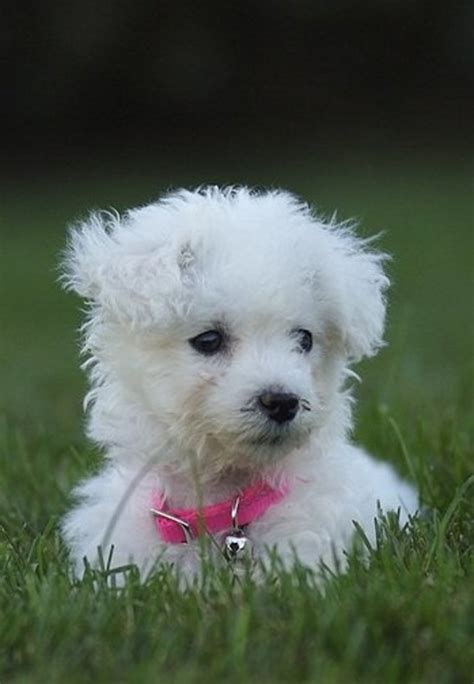 6 Hypoallergenic Dog Breeds That Are Great With Kids