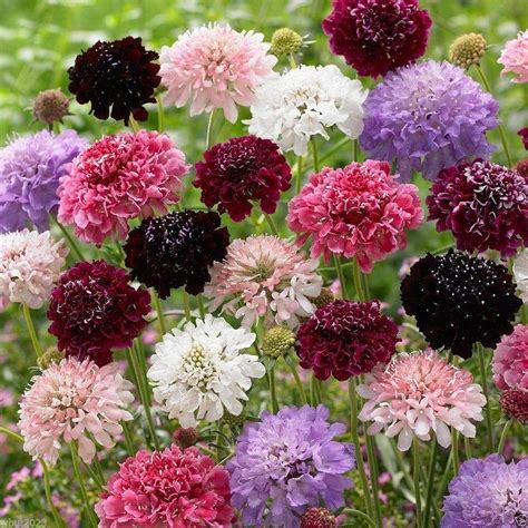 Scabiosa ‘dwarf Double Flower Mixed Seeds Dandh Seed Harvest Co
