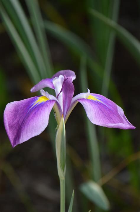 Knockout Blooms Iris Ensata Lewis Ginter Botanical Garden