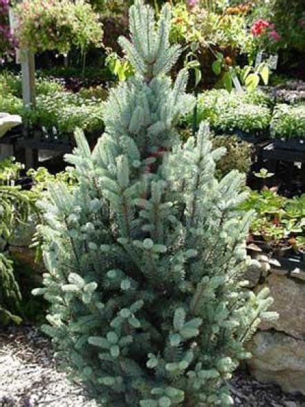 Dwarf Trees For Landscaping Front Yard Landscaping Courtyard