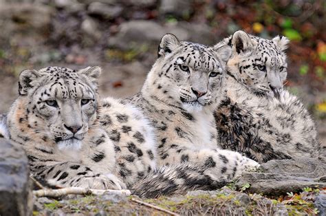 Snow Leopards Discovered Flourishing In Afghanistan The Ark In Space