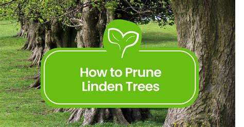 Pruning Linden Trees Tips For Healthy Growth Plant Propagation
